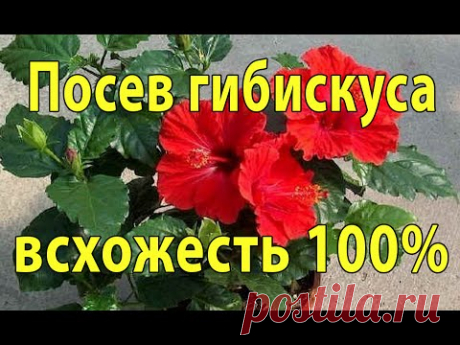 Посев Гибискуса в кипяток ! Взошел на 2-й день ! Всхожесть 100%