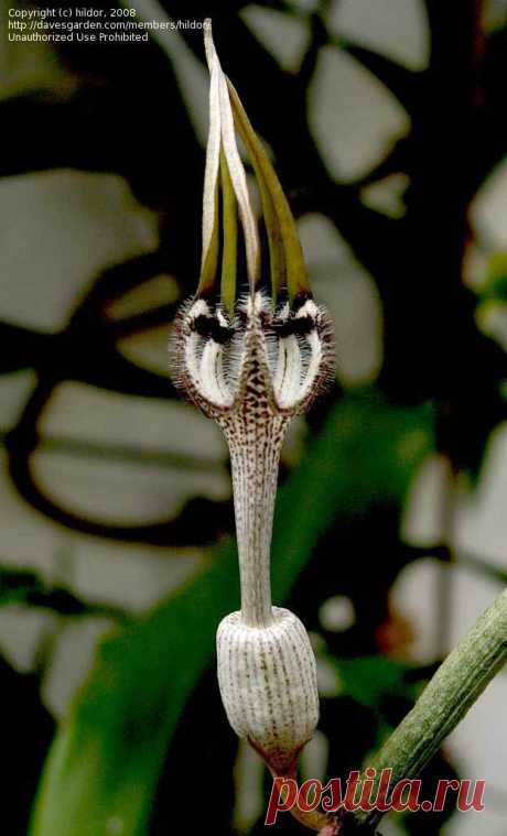 PlantFiles Pictures: hildor picture (Ceropegia (Ceropegia arabica))