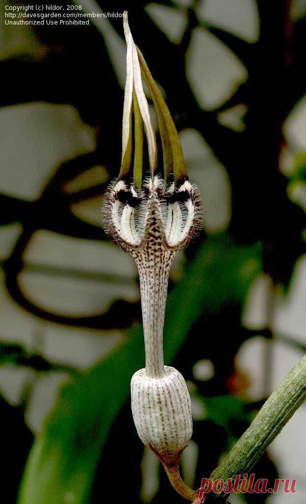 PlantFiles Pictures: hildor picture (Ceropegia (Ceropegia arabica))