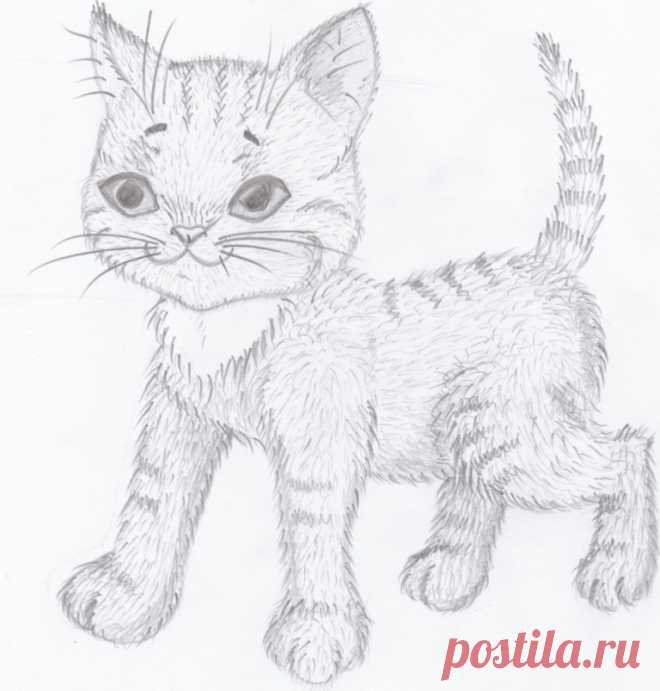 «Котик довольный» — карточка пользователя slavashishaev в Яндекс.Коллекциях