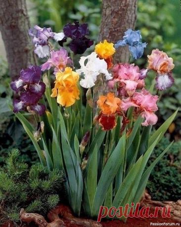 Дачникам. Чтобы ирисы цвели великолепно!