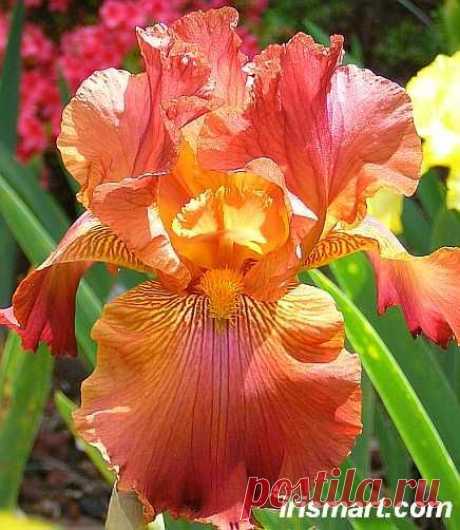 Terre De Feu Tall Bearded Iris  |  Pinterest: инструмент для поиска и хранения интересных идей