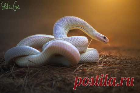 25 пугающих и потрясающих фотографий змей