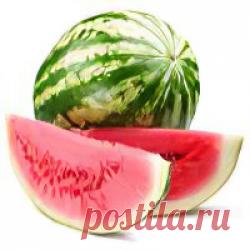 Шиповник - полезные свойства шиповника, применение и противопоказания плодов шиповника