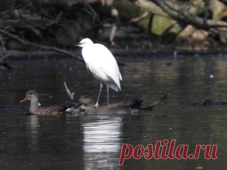 15 фото о том, что животные тоже попадают в неловкие ситуации