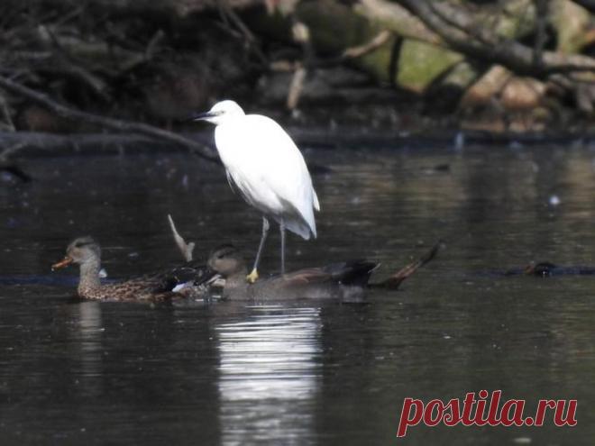 15 фото о том, что животные тоже попадают в неловкие ситуации