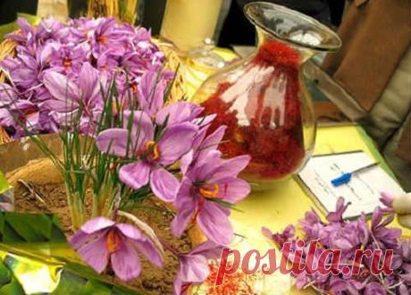 Шафран. Полезные свойства. Как принимать. Противопоказания