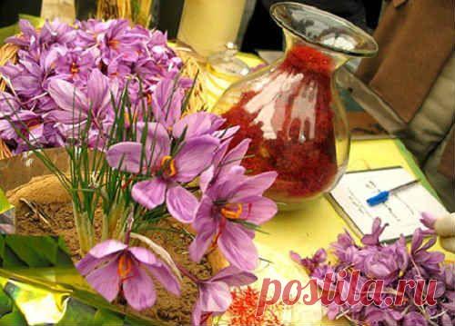 Шафран. Полезные свойства. Как принимать. Противопоказания