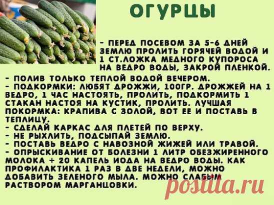Сажаю огурцы .
Для посадки приготовить следующие компоненты: перегной, древесную золу, кипяток и собственно семена. Инструмент, применяемый в этой операции, всем известен — это лопата. 
Копает небольшую грядку длиной 2 м и шириной 60–70 см. В ней делает лунки в шахматном порядке «через клетку»: одна, потом две и снова одна. Лунки должны находиться на расстоянии 60 см друг от друга. 
У нас на участке земля тяжелая, суглинок, поэтому удобрения играют большую роль. Каждую лунку подготавливаем сле