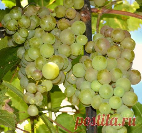 Как вырастить южный сладкий виноград на севере без теплиц
