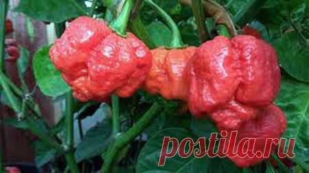 Вкусные рецепты