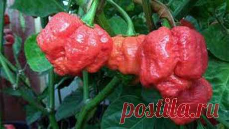 Вкусные рецепты