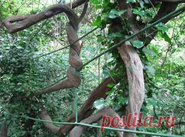 Одноклассники