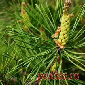 Сосна как лекарственное растение  |  Рецепт здоровья