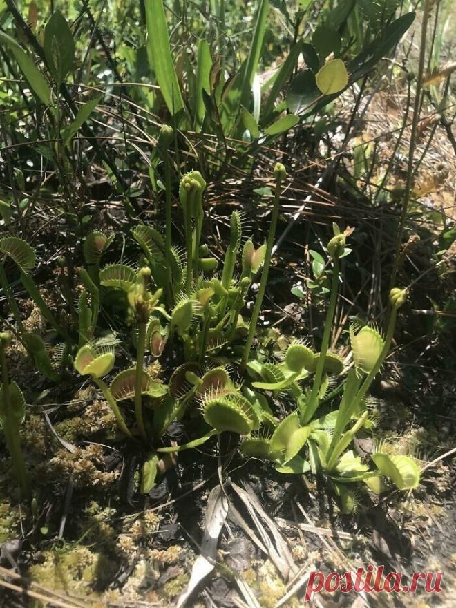 Самые невероятные растения планеты