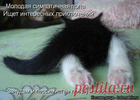 Котоматрица: Случайные котоматрицы