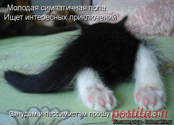 Котоматрица: Случайные котоматрицы