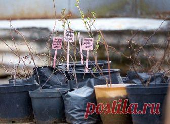 Черная смородина: два способа посадки 


Возможно, черная смородина снисходительно прощает вам отсутствие должного ухода, радуя почти ежегодным урожаем. Но если бы вы знали, на что способен этот отзывчивый на заботу кустарник, если создат…