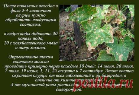 Рудаковская Татьяна
Рецепт от всех болезней огурцов!!! Сохраняйте на стену
