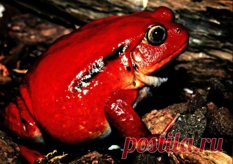Красивые Лягушки.