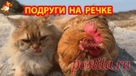 Курица разбудила Кошку и уговорила идти в поход на любимую речку 🤗😂😴 | Курочка | Дзен