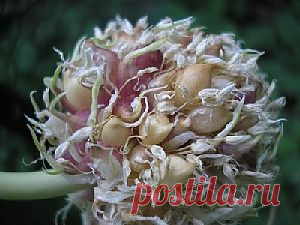 ����������� ������ ��� ������ ������� - 12 ����. ���������� �� LiveInternet - ���������� ������ ������-���������