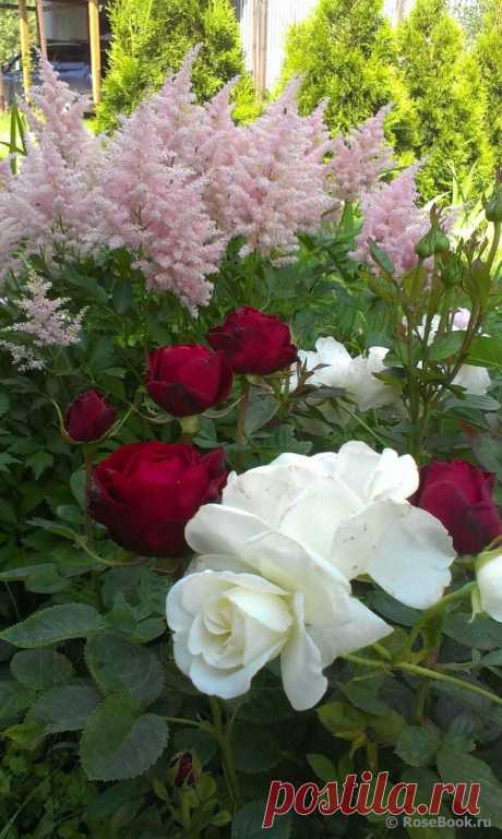 Сад Сергея Маланина | Самоцветик