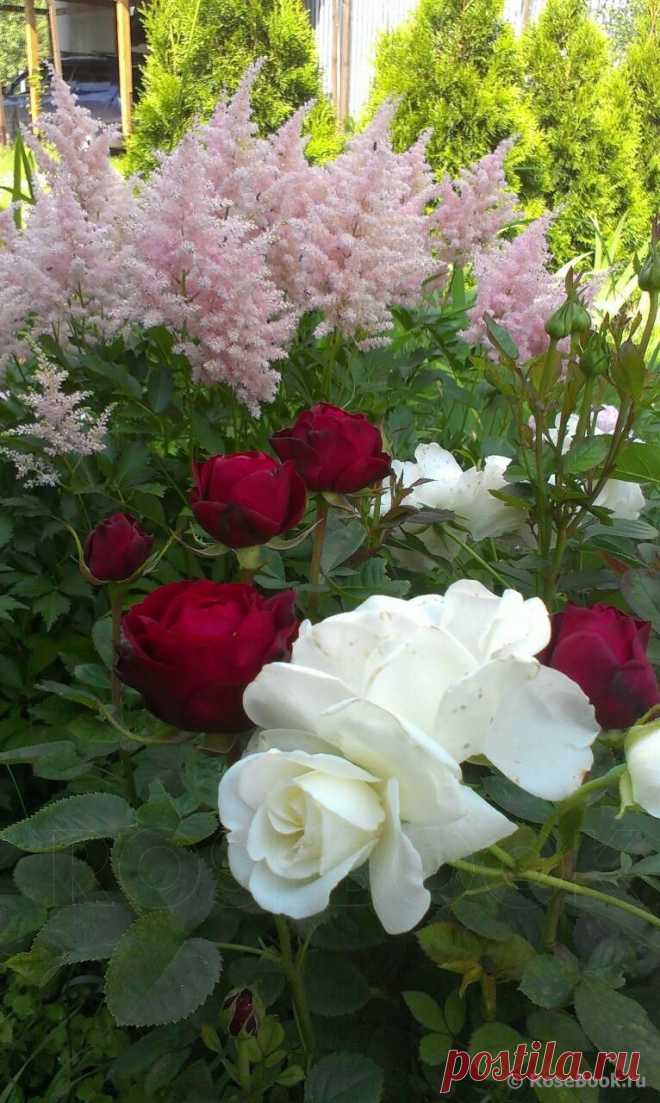 Сад Сергея Маланина | Самоцветик