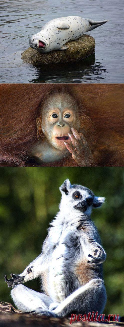 Прикольные снимки с братьями нашими меньшими | Уши, лапы, хвост