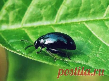 Как бороться с крестоцветной блошкой и избавиться от нее навсегда