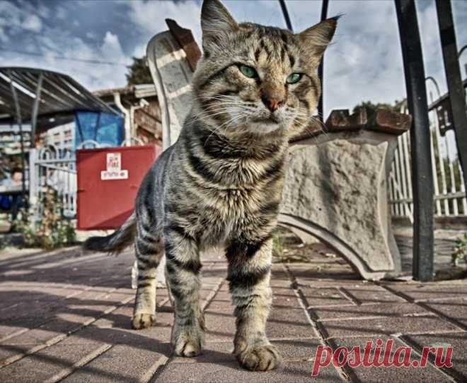 Мусичка - история про кошку, злого начальника и котят &raquo; Женский Мир