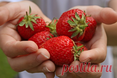 4 ЛУЧШИХ УДОБРЕНИЯ ДЛЯ КЛУБНИКИ