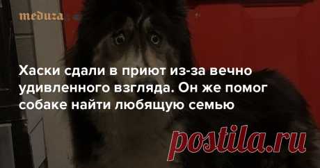 Хаски сдали в приют из-за вечно удивленного взгляда. 👀 Он же помог собаке найти любящую семью — Meduza В 2018 году хаски по кличке Джубили сдали в приют американского города Матаван, штат Нью-Джерси. Ее владелец был заводчиком, который отказался от нее из-за необычного расположения глаз — Джубили всегда выглядит слегка ошарашенной. Из-за этих особенностей владелец не мог никому ее продать, хотя проблем со здоровьем у собаки нет.
