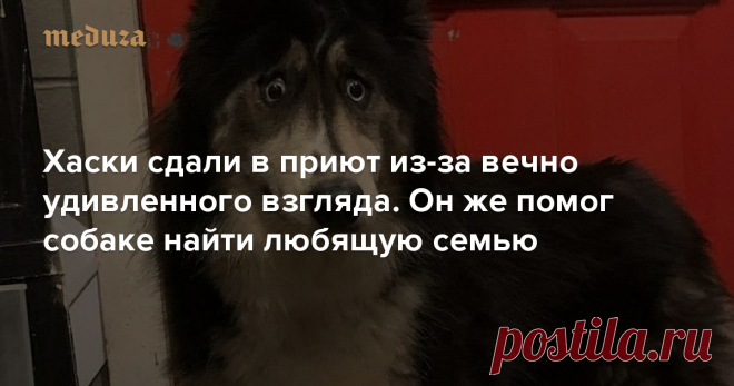 Хаски сдали в приют из-за вечно удивленного взгляда. 👀 Он же помог собаке найти любящую семью — Meduza В 2018 году хаски по кличке Джубили сдали в приют американского города Матаван, штат Нью-Джерси. Ее владелец был заводчиком, который отказался от нее из-за необычного расположения глаз — Джубили всегда выглядит слегка ошарашенной. Из-за этих особенностей владелец не мог никому ее продать, хотя проблем со здоровьем у собаки нет.