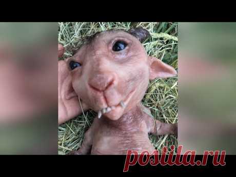 (7) Они вообще с нашей планеты? Существа которых раньше вы ещё не видели. - YouTube