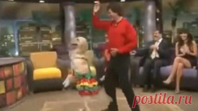 Собака танцует индийский танец! Вот это да!!!