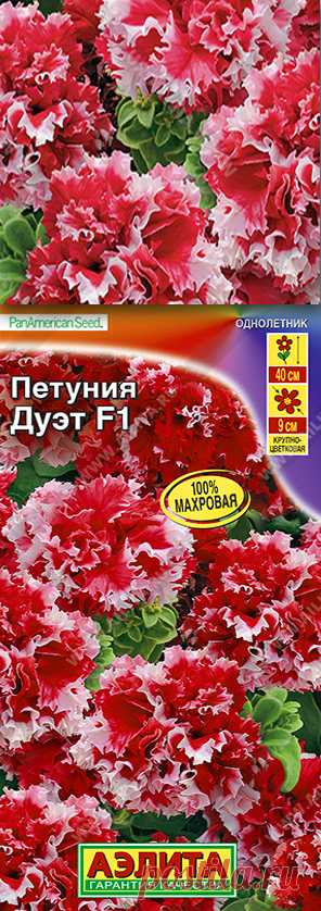 Петуния Дуэт F1, махровый сорт, цветение 2024 года,  Архангельск, Октябрьский р-он.  Посадки около мэрии Архангельска заняли около 200 кв.м. Необычайно красивое цветение плотных крупных многочисленных красных цветов с белым зубчатым краем в сочетании кустовой лобелией Белый и Хрустальный (Синий) Дворец.  На фоне сахарно-белого здания мэрии вид был просто впечатляющий.