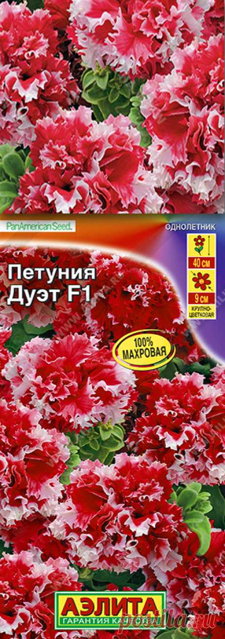 Петуния Дуэт F1, махровый сорт, цветение 2024 года,  Архангельск, Октябрьский р-он.  Посадки около мэрии Архангельска заняли около 200 кв.м. Необычайно красивое цветение плотных крупных многочисленных красных цветов с белым зубчатым краем в сочетании кустовой лобелией Белый и Хрустальный (Синий) Дворец.  На фоне сахарно-белого здания мэрии вид был просто впечатляющий.