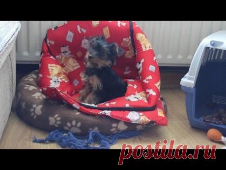 Мои питомцы, любимые йорки ( уход, чем кормлю...)