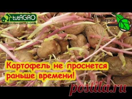ПОЛОЖИТЕ ЭТО РЯДОМ С КАРТОФЕЛЕМ И ОН НЕ БУДЕТ ПОРТИТЬСЯ И ПРОРАСТАТЬ! Натуральное средство.