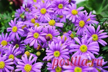 В Приморье после снегопада и морозов зацвели хризантемы