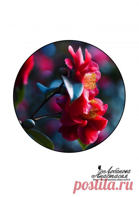 NTVeeDpb-vs.jpg (1527×2160)