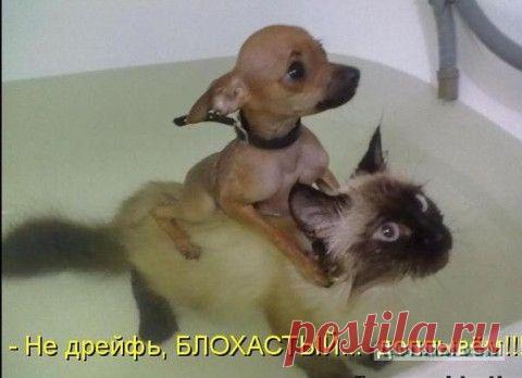 Юмор, юмор, юмор / Болталка / Юмор