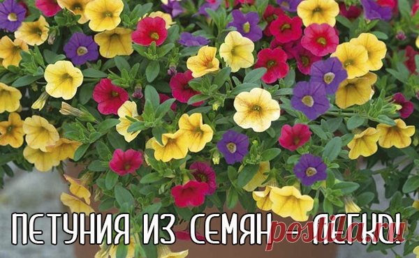 Крепкая рассада петунии из семян в домашних условиях |