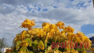 Прохор Шаляпин и Лариса Гордьера "Грустит кленовая листва" | Лариса Трощенкова | Дзен