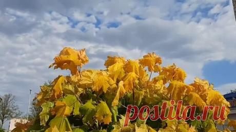 Прохор Шаляпин и Лариса Гордьера "Грустит кленовая листва" | Лариса Трощенкова | Дзен