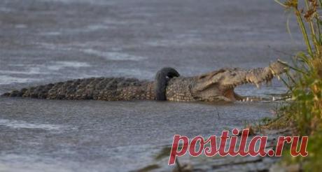 6-летние мучения окончены: в Индонезии нашлись смельчаки, снявшие шину с шеи крокодила