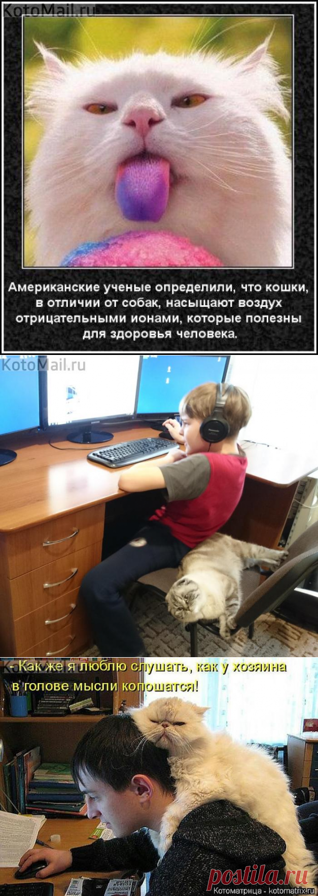 УТРЕННЯЯ ПОБУДКА | KotoMail.ru