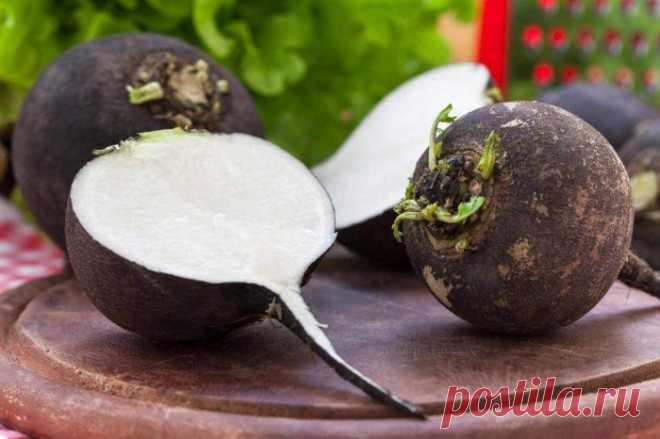 На страже здоровья: компресс из редьки.