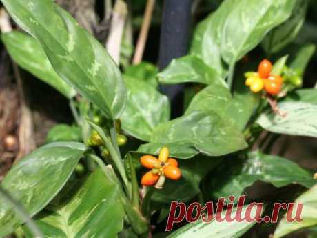 Аглаонема (Aglaonema) – уход, фото, виды - МирТесен